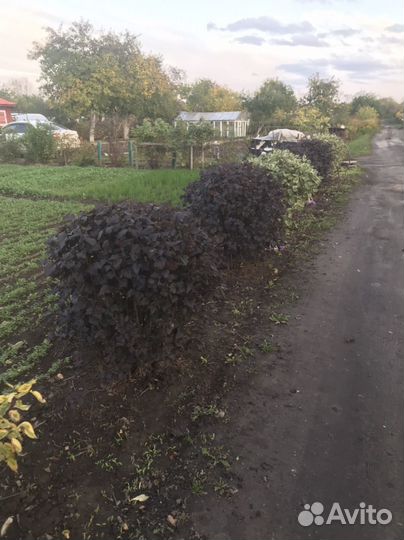 Саженцы пузыреплодник