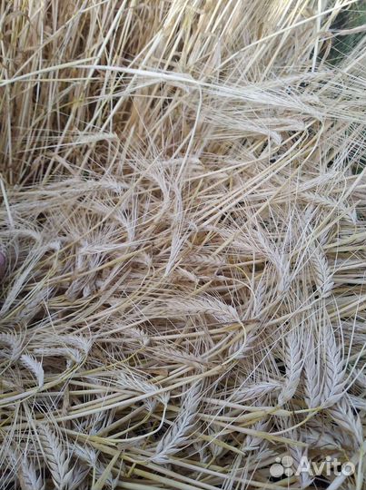 Зерно пшеница ячмень