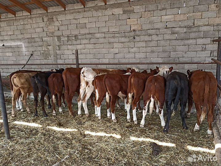 Телята бычки