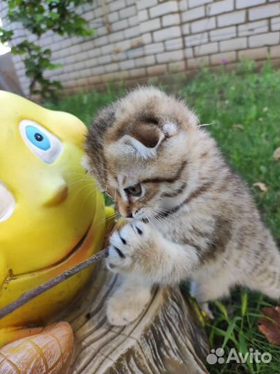 Шотландская вислоухая кошка