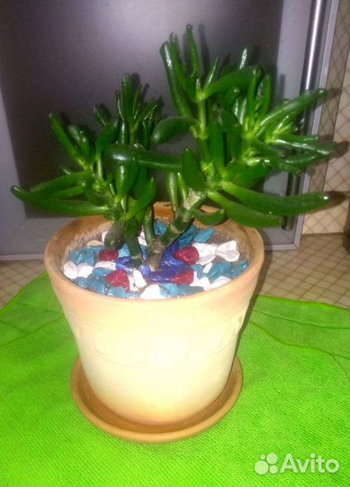 Крассула Хоббит