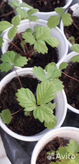 Усы клубники :Царица,Кардинал,Берегиня. Земленику