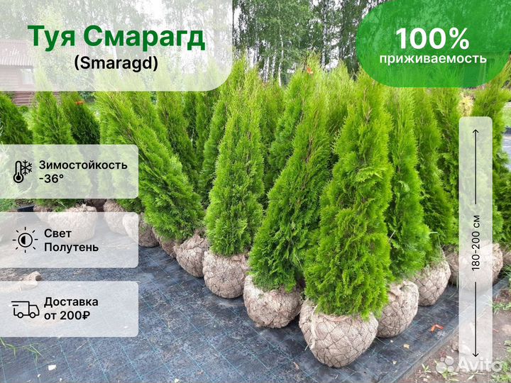 Туя смарагд/smaragd 180-200 см