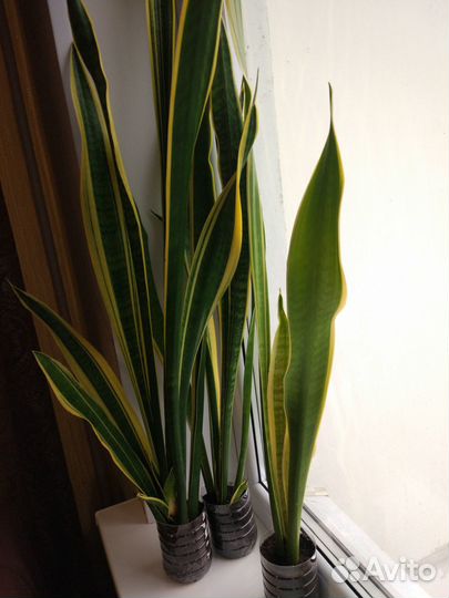 Сансевиерия, щучий хвост, тёщин язык