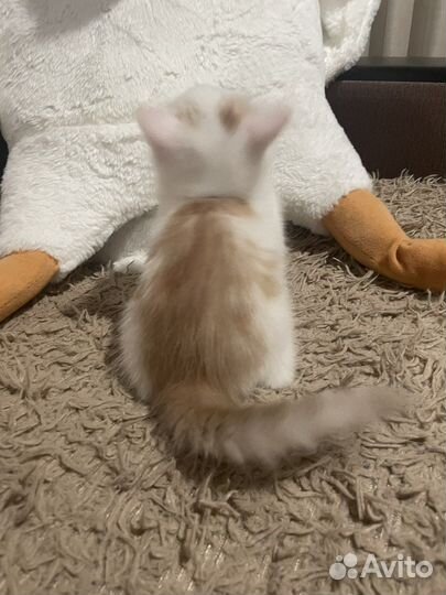 Котенок бесплатно