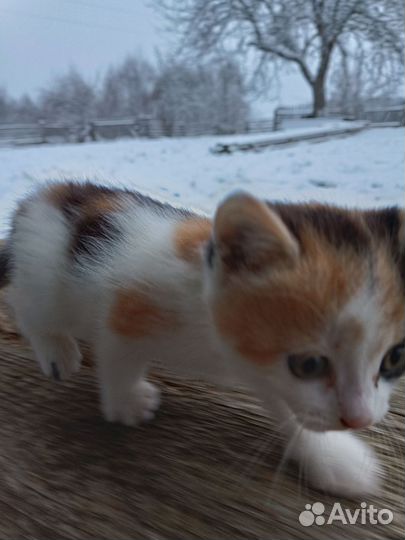 Котенок в добрые руки