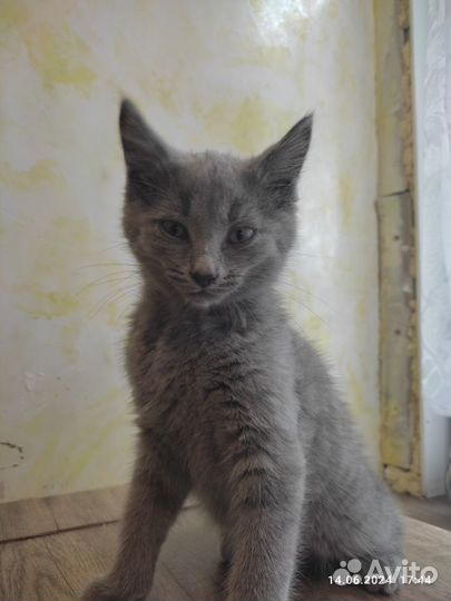 Котята ищут дом
