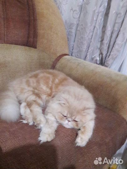 Котята персы экзоты