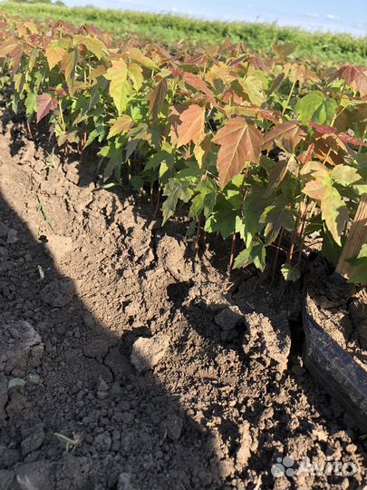 Сеянцы декоративных растений