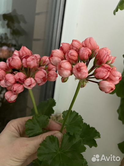 Пеларгонии сортовые