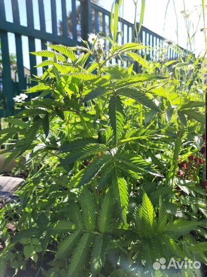 Кусты норвежской малины 