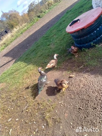 Продам индоуток