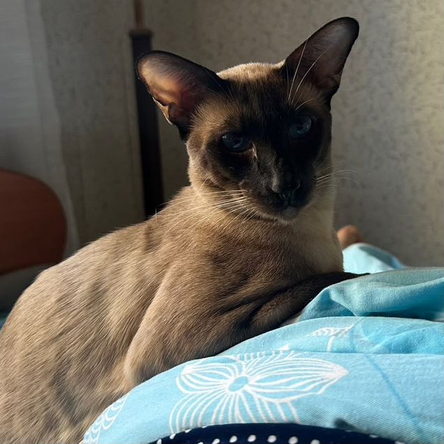 Сиамский, взрослый кот
