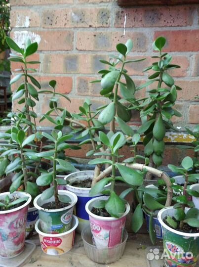 Толстянка : Денежное дерево