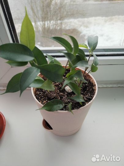 Комнатные растения