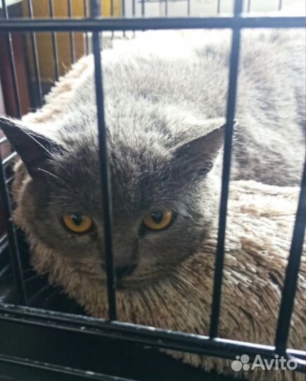 Кошки в добрые руки