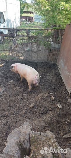 Молодой хряк на племя