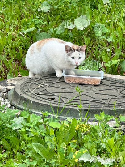 Ласковая кошка