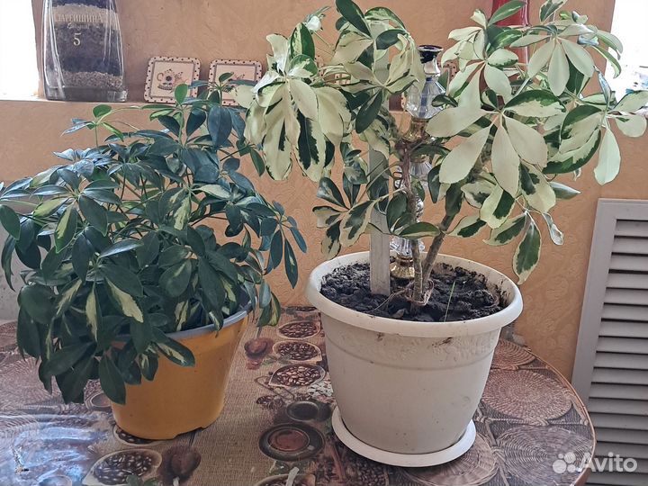 Комнатные цветы