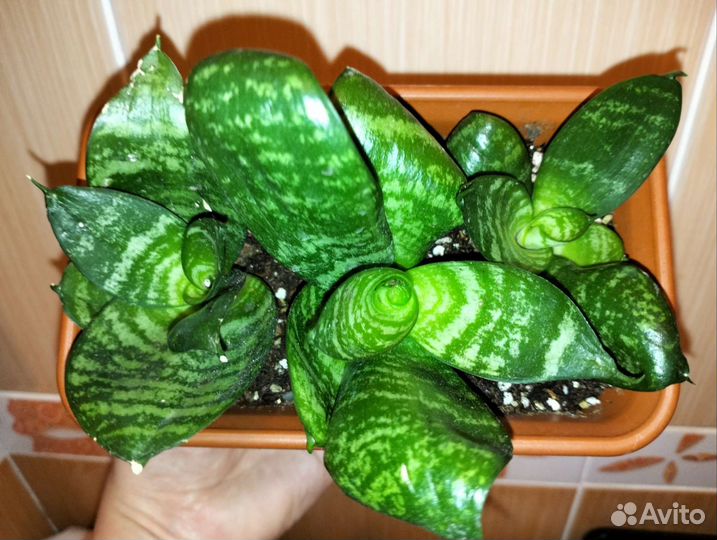 Сансевиерия ханни