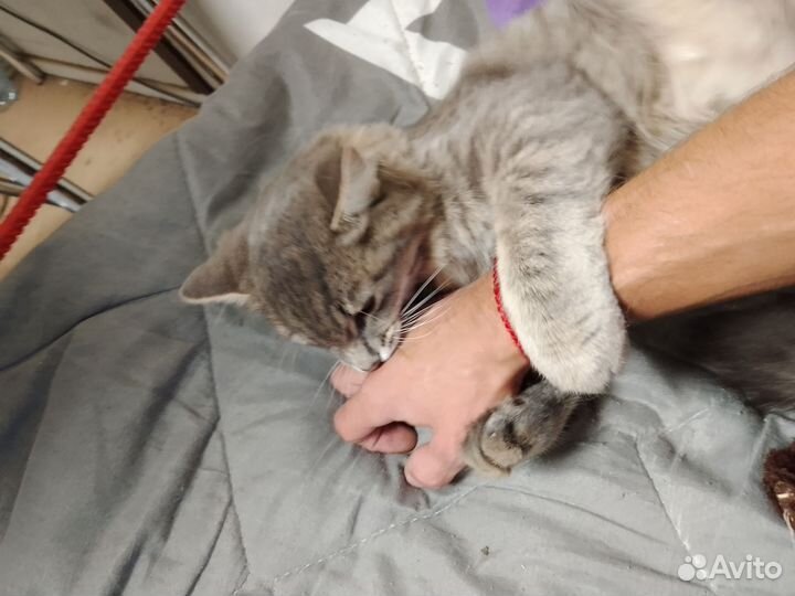 Кошка