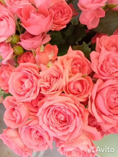 Гипсофила букет на день учителя