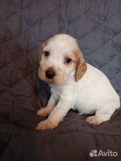 Русский спаниель