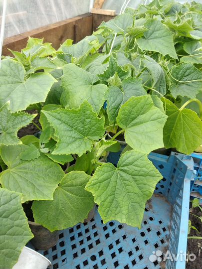 Рассада арбузов