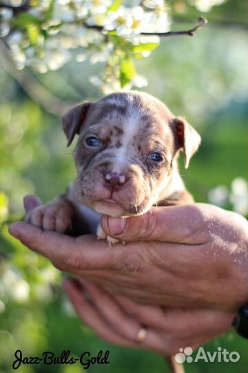 Американский булли покет девочки