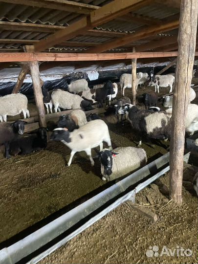 Овцы бараны ягнята дорпер