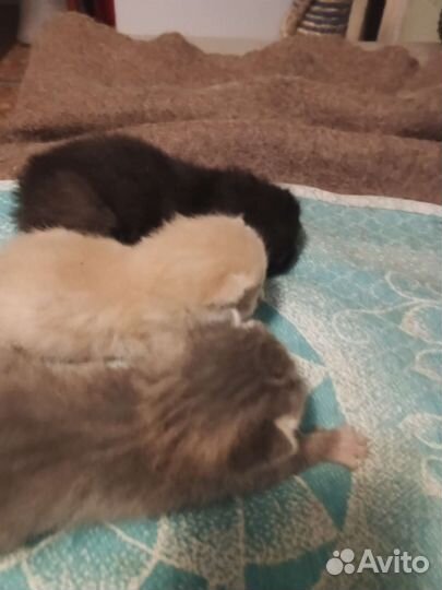 Котята отдам бесплатно