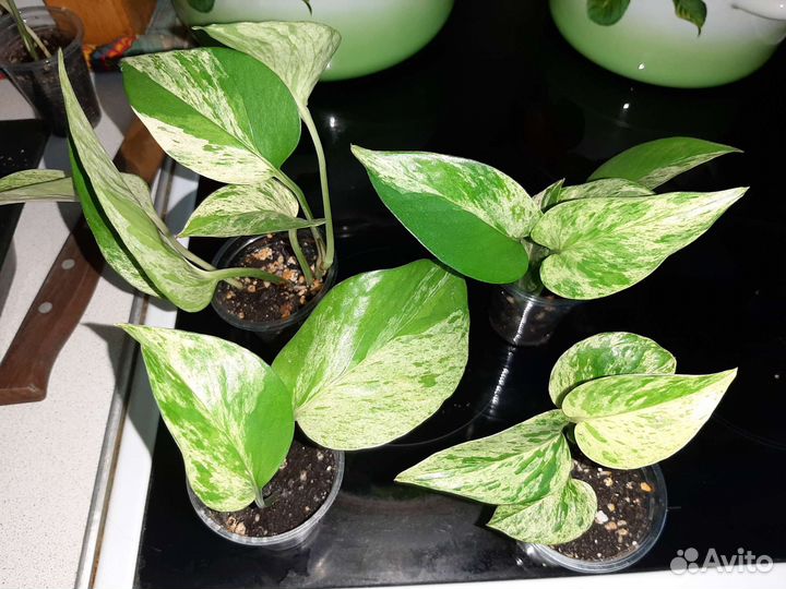 Эпипремнум