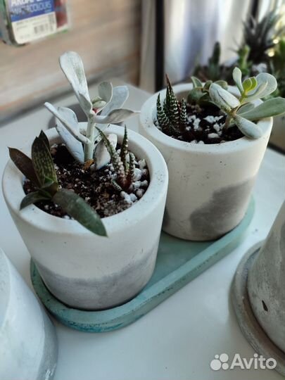 Флорариум суккуленты