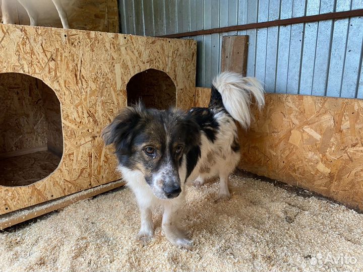 Собака в добрые руки