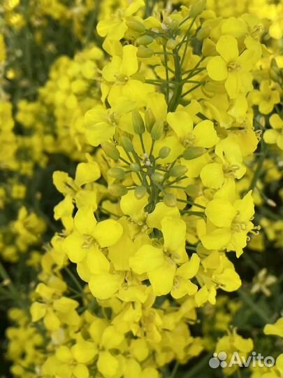 Семена рапса