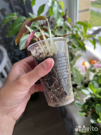 Комнатные цветы