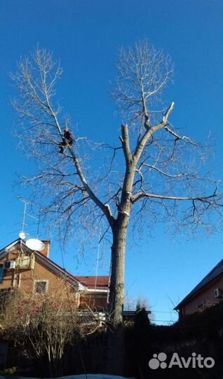 Спил деревьев