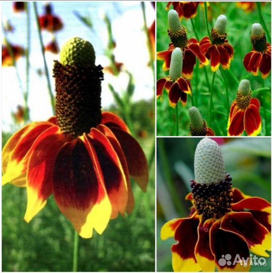 Эдельвейс,Книфофея,Берландиера,Ратибида семена