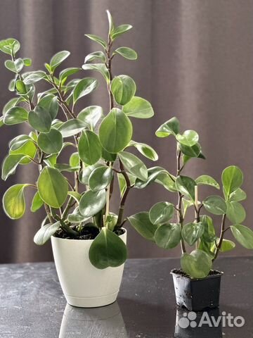 Пеперомия туполисистная