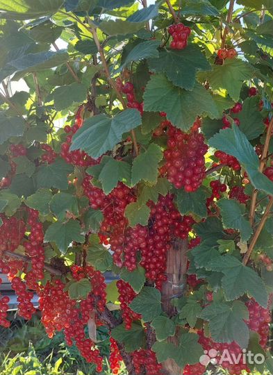 Смородина красная Натали (саженцы)