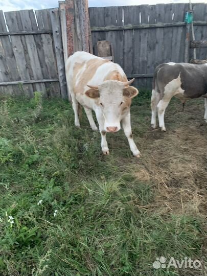 Тёлка стельная