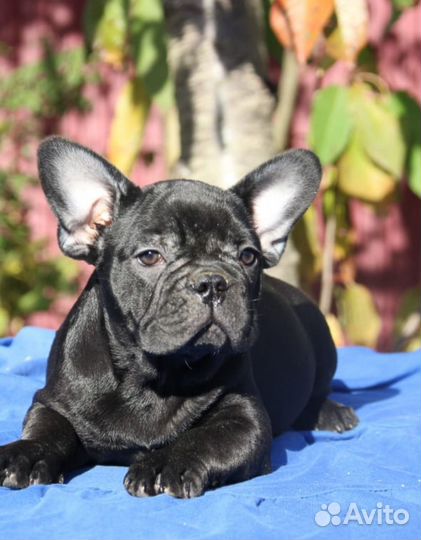 Французский бульдог - черная жемчужина