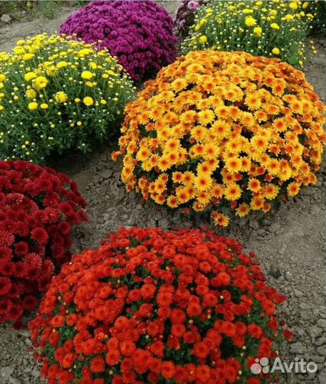 Хризантемы мультифлора