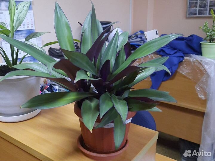 Рео покрывальчатое