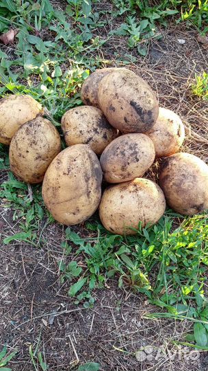 Картофель мелкий