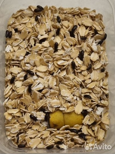 Жуки знахарь