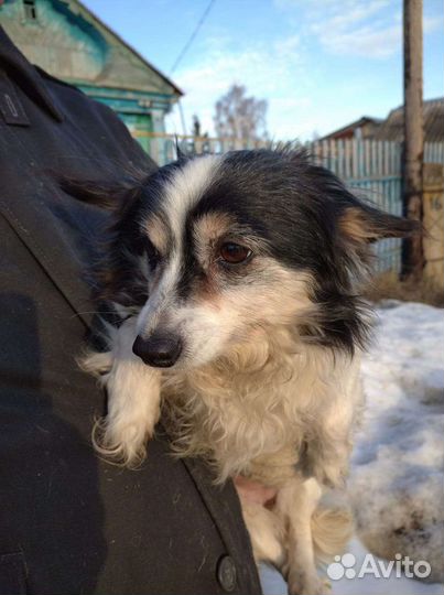 Собачки стерилизованные 1-2 года