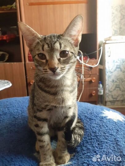 Кошка в дар бесплатно