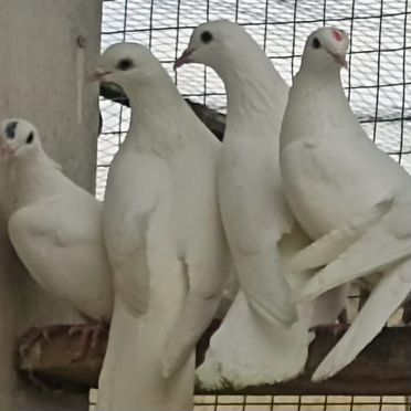 Белоснежные голуби