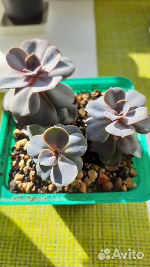 Суккуленты